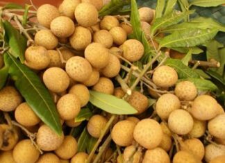 How to Choose Fresh, Juicy, and Sweet Pomelos: A Guide to Picking the Best Fruit