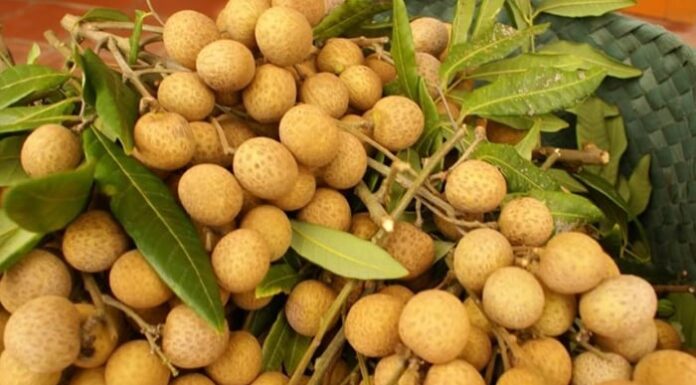 How to Choose Fresh, Juicy, and Sweet Pomelos: A Guide to Picking the Best Fruit