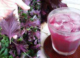 The Magic of Perilla Leaf Tea: Unlocking Optimal Health with a Simple Brew