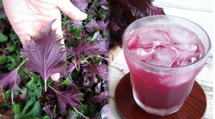 The Magic of Perilla Leaf Tea: Unlocking Optimal Health with a Simple Brew