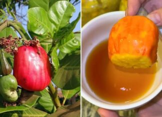 “The Enchanting Vegan Fish Sauce: A Secret Ingredient Unveiled”