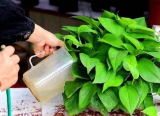 The Magic of Wastewater: 5 Types of Effluent to Transform Your Garden.