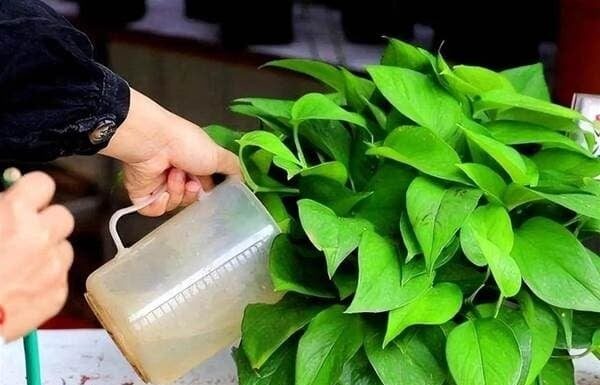 The Magic of Wastewater: 5 Types of Effluent to Transform Your Garden.