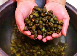 The Ultimate Guide to Preparing Snails: A Step-by-Step Approach to Ensuring Wholesome Deliciousness