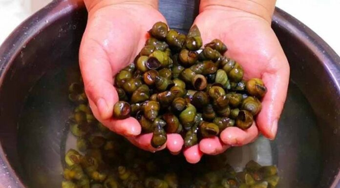 The Ultimate Guide to Preparing Snails: A Step-by-Step Approach to Ensuring Wholesome Deliciousness