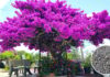 5 Natural Fertilizers for Bougainvillea That Will Make It Bloom Brilliantly