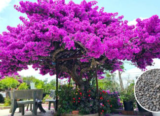5 Natural Fertilizers for Bougainvillea That Will Make It Bloom Brilliantly