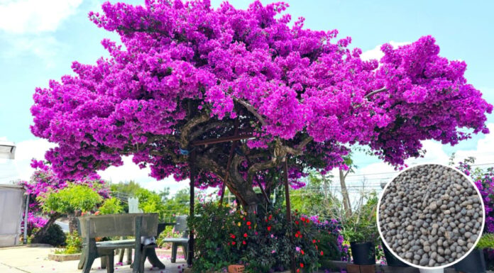 5 Natural Fertilizers for Bougainvillea That Will Make It Bloom Brilliantly