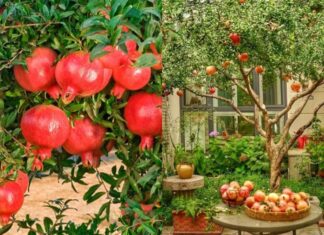 The Ancient Art of Feng Shui: Unraveling the Meaning of “East Pomegranate, West Cherry”