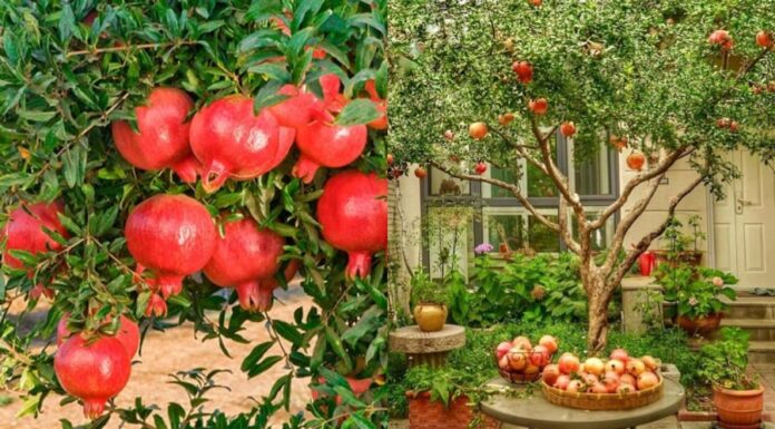 The Ancient Art of Feng Shui: Unraveling the Meaning of “East Pomegranate, West Cherry”