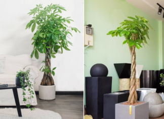 The Living Room: Welcoming Wealth and Prosperity, Remember These 3 Golden Rules When Choosing Plants to Adorn This Space