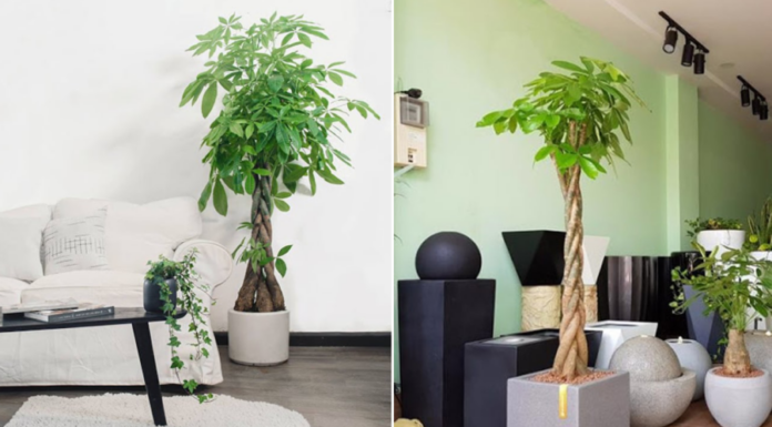 The Living Room: Welcoming Wealth and Prosperity, Remember These 3 Golden Rules When Choosing Plants to Adorn This Space