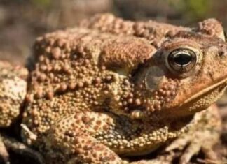 The Ancestors’ Wisdom: Unveiling the Three Trees of Trepidation