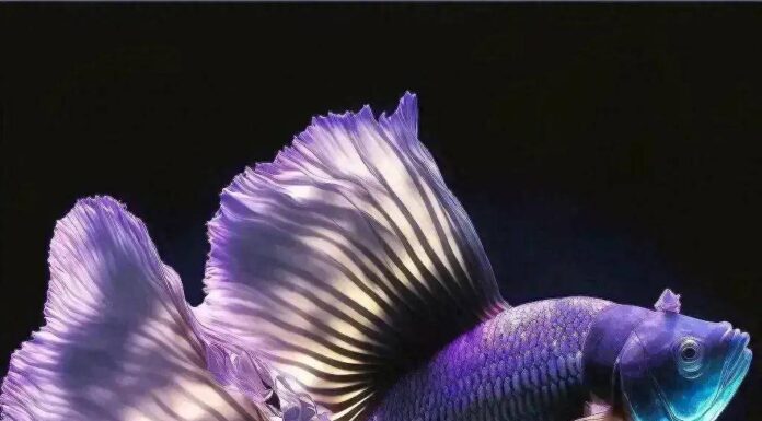 The Ultimate Guide to October: Uncover Your Destiny with the Fish of Your Choice