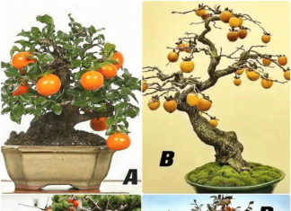 The Psychology Test: Pick a Tree Based on Your Emotion and Discover Your Middle Age Destiny