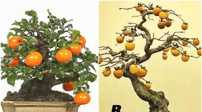 The Psychology Test: Pick a Tree Based on Your Emotion and Discover Your Middle Age Destiny