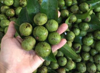 The Savvy Homemaker’s Guide to Choosing the Perfect Green Mangoes