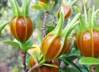 The Secret Love Flower: Dành Dành, a Pure White Bloom Symbolizing Mystery, Protection, and Prosperity.