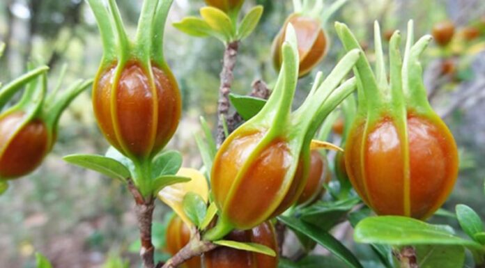 The Secret Love Flower: Dành Dành, a Pure White Bloom Symbolizing Mystery, Protection, and Prosperity.