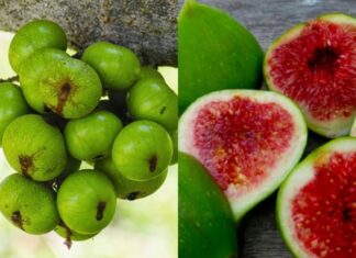 What Part of a Tree is a Fig, and Why are There Insects Inside?