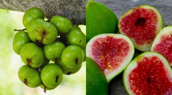 What Part of a Tree is a Fig, and Why are There Insects Inside?