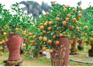 The 3 Trees of Wealth: A Guide to Inviting Fortune into Your Home