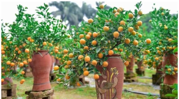 The 3 Trees of Wealth: A Guide to Inviting Fortune into Your Home