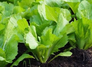 “The Ultimate Guide to Growing Chinese Leaf Mustard at Home”
