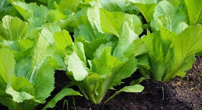 “The Ultimate Guide to Growing Chinese Leaf Mustard at Home”