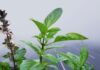 3 Herbs to Grow at Home for a Healthier and Wealthier You