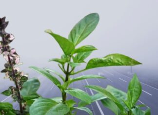 3 Herbs to Grow at Home for a Healthier and Wealthier You