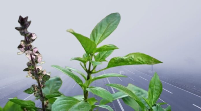 3 Herbs to Grow at Home for a Healthier and Wealthier You