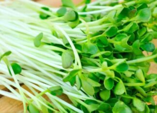 The Ancient Wisdom: “In Summer, Eating Bitter is Better Than Eating Full” – Four Bitter Vegetables to Cool and Cleanse Your Body.