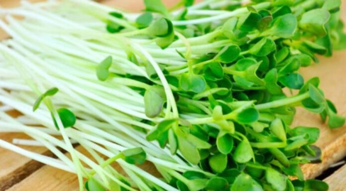 The Ancient Wisdom: “In Summer, Eating Bitter is Better Than Eating Full” – Four Bitter Vegetables to Cool and Cleanse Your Body.