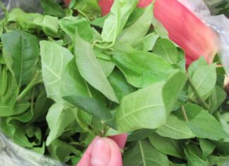 Wild Jackfruit Leaves: A Delicacy from Hoa Binh, Priced at 60,000 VND per Kilogram