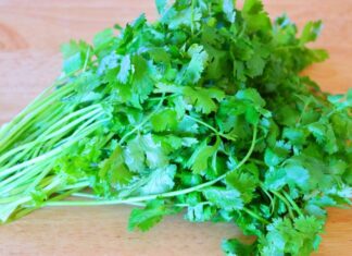 The Secret to Keeping Coriander Fresh for Up to 3 Months: A Simple Trick to Ensure Your Herbs Stay Perky and Delicious