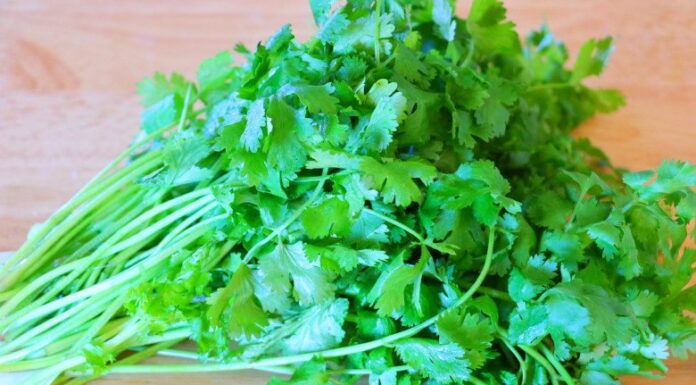 The Secret to Keeping Coriander Fresh for Up to 3 Months: A Simple Trick to Ensure Your Herbs Stay Perky and Delicious