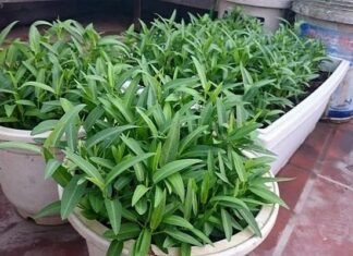 6 Types of Vegetable Roots You Shouldn’t Toss: Regrow These Veggies in Just Two Weeks With This Simple Method