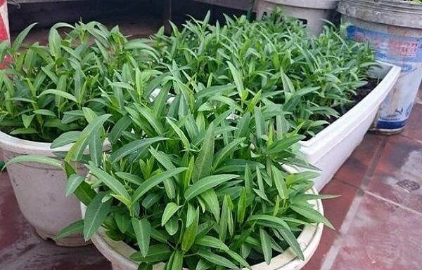 6 Types of Vegetable Roots You Shouldn’t Toss: Regrow These Veggies in Just Two Weeks With This Simple Method