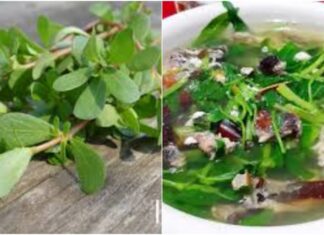 3 Wild-Grown Vegetables with Miraculous Health Benefits: Uncover the Power of These Natural Wonders, Especially the Third One’s Remarkable Cancer-Fighting Abilities