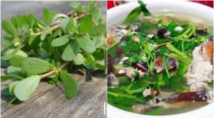 3 Wild-Grown Vegetables with Miraculous Health Benefits: Uncover the Power of These Natural Wonders, Especially the Third One’s Remarkable Cancer-Fighting Abilities