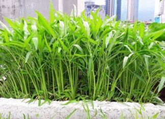 13 Easy Vegetables to Grow in Containers for a Steady Supply of Fresh Produce