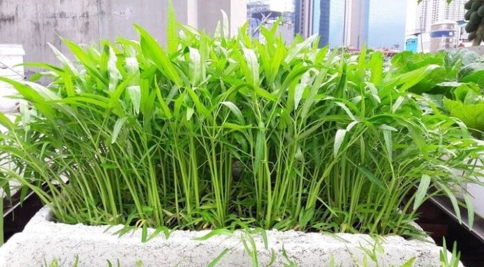 13 Easy Vegetables to Grow in Containers for a Steady Supply of Fresh Produce