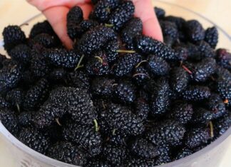 “The Ultimate Guide to Silkworm Rearing: A Step-by-Step Process to Ensure a Healthy and Clean Environment for Your Precious Charges”