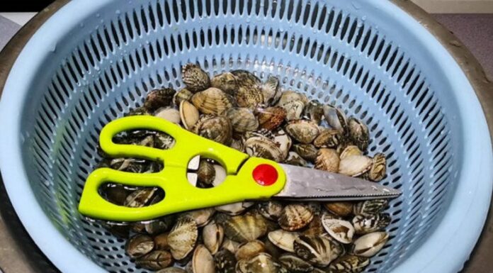 The Ultimate Guide to Cleaning Clams: 3 Trade Secrets to Ensure Every Grain of Sand is Removed