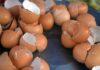 The Ultimate Guide to Egg Shells: A Convenient and Cost-Effective Solution