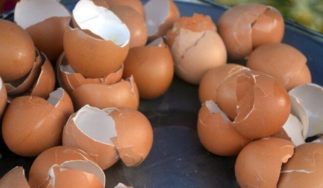 The Ultimate Guide to Egg Shells: A Convenient and Cost-Effective Solution