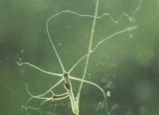 The Immortal Being: Unveiling the Astonishing Discovery of an Ever-Living Species and its Link to Cancer Transmission.