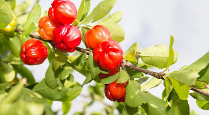 How to Choose Sweet, Nutritious Strawberries