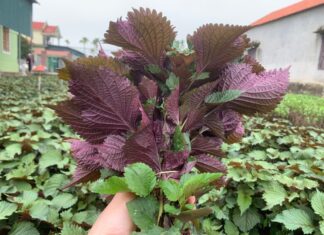 The Magic Leaf: A Natural Remedy for Liver Cooling and Diabetes Prevention.